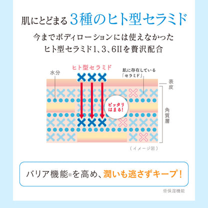 肌にとどまる3種のヒト型セラミド